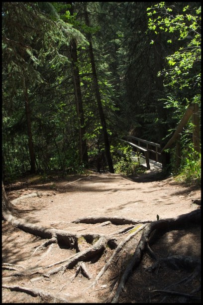 Along the forest trail