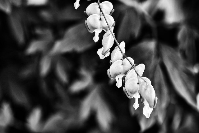 14629062611_de5f459467_z