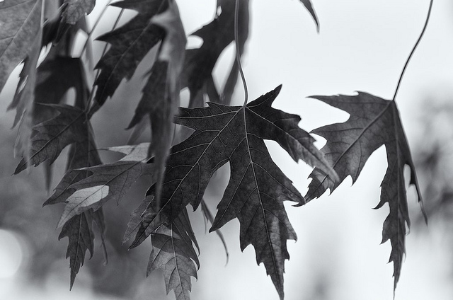 Copyright JM Schreiber 2013