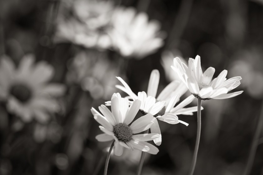 Copyright JM Schreiber 2014