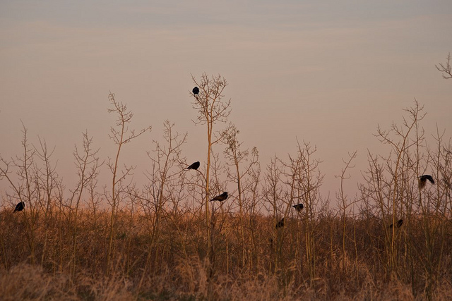 Copyright JM Schreiber, 2010