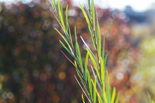 - Copyright JM Schreiber, 2012