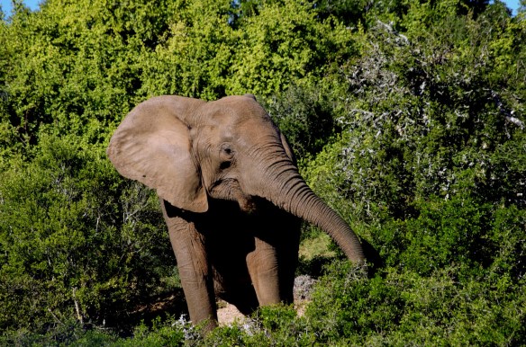 Addo Elephant Park