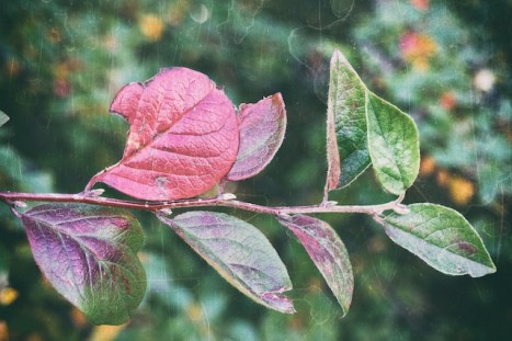 IMGP2461 - Version 2 (1)