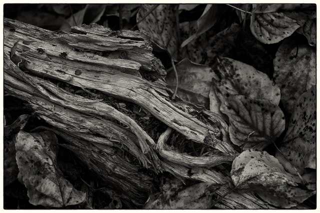                 Patterns of Decay  (c) JM Schreiber, 2011