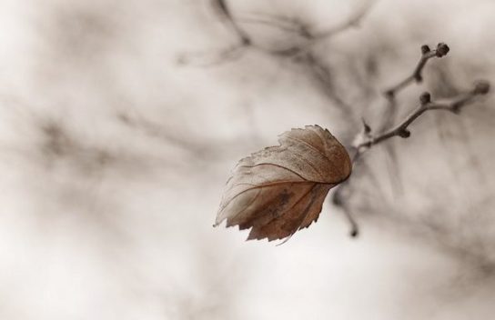 11229294674_e5844929df_z1